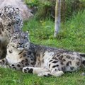 Tallinna loomaaia lumeleopardil sündis kolm poega