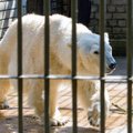 В Таллиннском зоопарке рук лишились 11 посетителей и двое работников