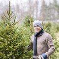 Kuidas valida parim jõulupuu ning tema eest õigesti hoolt kanda?