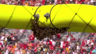 ФОТО | Жуть какая! Пчёлы захватили ворота в матче НФЛ 