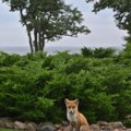 VIDEO | Rebane on ühes Viimsi aias peaaegu koera eest