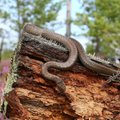 Lätis elab lisaks nastikule ja rästikule veel kolmaski maoliik