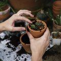Почему умирают растения в квартире: полный список проблем