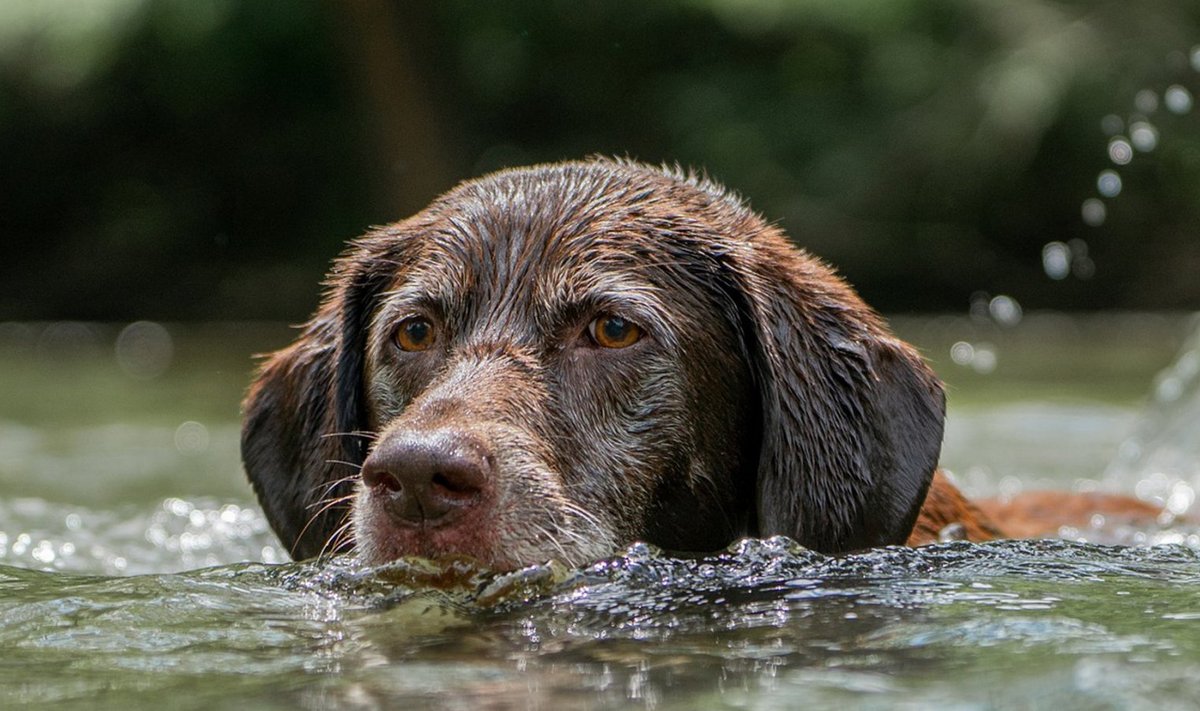 Eesti Loomakaitse Selts kaardistas koerasõbralikud ujumiskohad