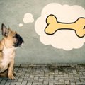 UURING | Mida koer vaimusilmas huvitavat lõhna tundes ette kujutab?
