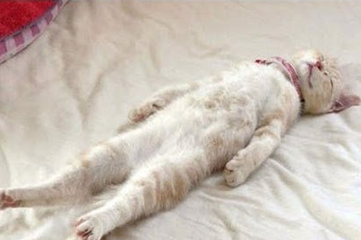 Все проснулись и живем. Кот валяется. Котик лежит. Кошка лежит на спине. Лежачий кот.