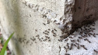 Viis läbiproovitud nippi sipelgatest vabanemiseks 