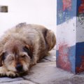 Hirmuäratavad krambihood nõuavad koeraomanikult külma närvi