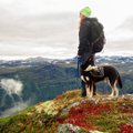 NIPID | Kuidas koeraga matkamiseks valmistuda ja mida kaasa võtta?