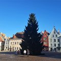 Рождественская ель с Ратушной площади будет повторно использована на праздновании Ночи древних огней