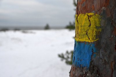 Kõige keerulisem koht: Meremõisa rannas peab leidma selle puu, et liivarannast tagasi metsa keerata.