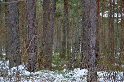 Just siia tuleb arhitektide Fuensanta Nieto ja Enrique Sobejano projekteeritud Arvo Pärdi Keskus, mis sulandub nendesamade mändide vahele ja jätab neist võimalikult paljud alles.