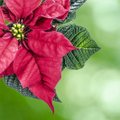 Не елкой единой: семь традиционных рождественских растений