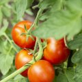 Kuidas tomati-, kurgi- ja kapsahaigused ära tunda ja mida ette võtta