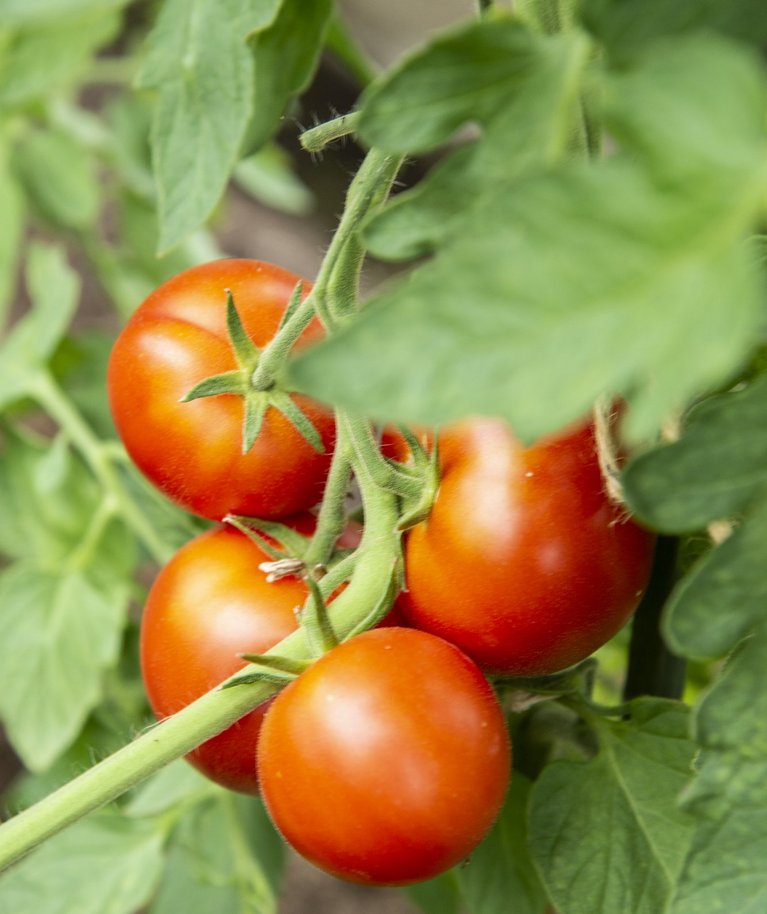 Selleks, et saada maitsvaid tomateid, tuleb taimede eest hästi hoolt kanda.