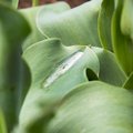 Tulpide hahkhallitust soodustavad vihmased ja jahedad ilmad