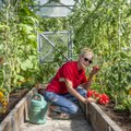 VIDEO | Ülle Lichtfeldti nipp, kuidas saada tomatid kasvuhoones kiiremini punaseks 