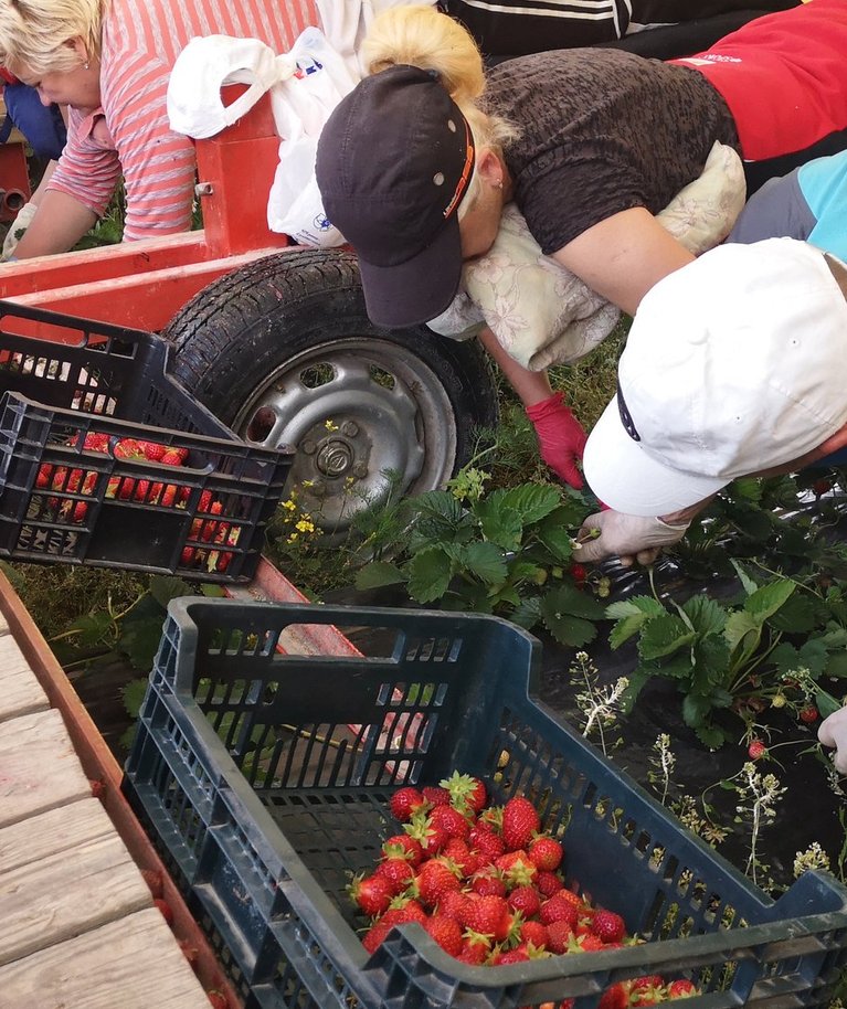 Kui COVID-19 viiruse tõttu ootamatuid piiranguid ei tule, pääseb tänavu hoopis rohkem võõrtöölisi meie maasikapõldudele appi. Pildil Ukraina töölised Marimarta OÜ maasikapõllul 2020. aasta juulis.