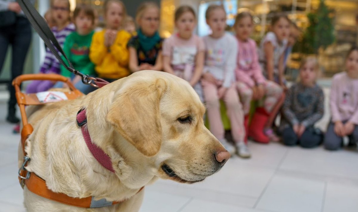 Oma rahuliku ja sõbraliku iseloomu tõttu sobivad juhtkoerteks kõige paremini labradorid