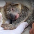 IMEARMAS VIDEO | Austraalia rahvuspargis sündis pärast maastikupõlenguid esimene koaalapoeg