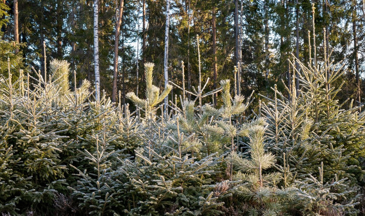 Kuused talvises metsas.