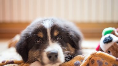 Koerakoolitaja Kati Ernits: kui omanik soovib kuulekat koera, siis tuleb meeles pidada, et ka rõõmuga ei maksa liialdada