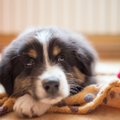 Koerakoolitaja Kati Ernits: kui omanik soovib kuulekat koera, siis tuleb meeles pidada, et ka rõõmuga ei maksa liialdada