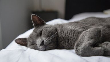 HEA TEADA | Kas lemmikloomaga voodi jagamine on hea idee?