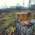 Hanila vallavanemal lasub metsavarguse kahtlus
