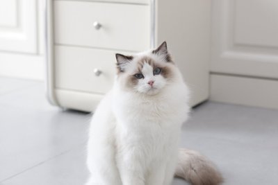 Ragdoll