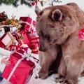 Enneolematu VIDEO: Perekond vahetas jõuludel kingitusi suure karuga