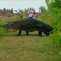 VIDEO: Kes ütles, et dinosaurused on välja surnud? Vaata, milline gigantne loom videosse püüti!