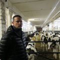 Suuromanikud ei taha Saaremaal piima toota