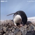 LÕBUS VIDEO | Pingviin näppab naabrilt pesamaterjali