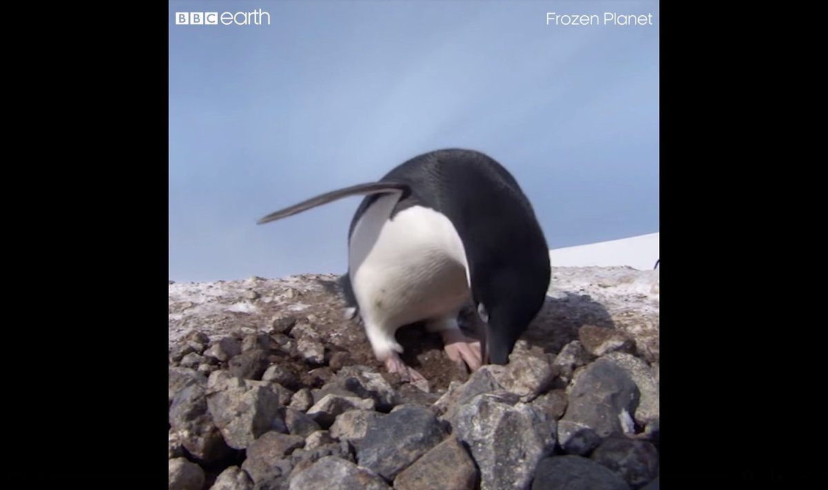 Kivivargast pingviin