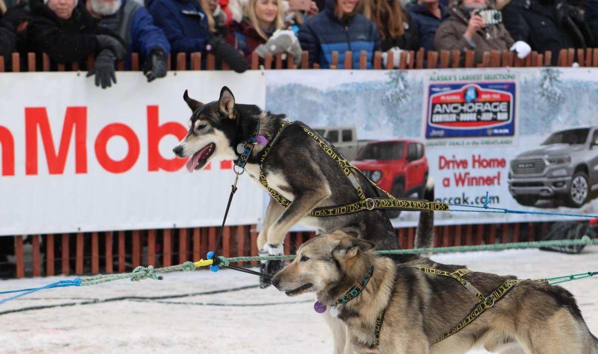 Iditarod Race