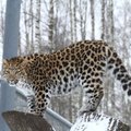 SEL NÄDALAL TALLINNA LOOMAAIAS: Lustlikud leopardimürsikud