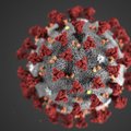 Новый штамм коронавируса ”лямбда” вырвался за пределы Южной Америки