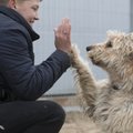 Посетители Дней моря пожертвовали приюту для животных более 1800 евро