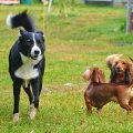 ILSE BLOGI | Suured koerad, väiksed koerad, kutsikatel kellad kaelas