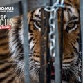 Täielik ei julmale meelelahutusele: loomakaitsjad kutsuvad üles keelustama metsloomade tsirkuses kasutamist Euroopas