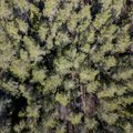 Рийгикогу обсудит влияние изменений климата на лес