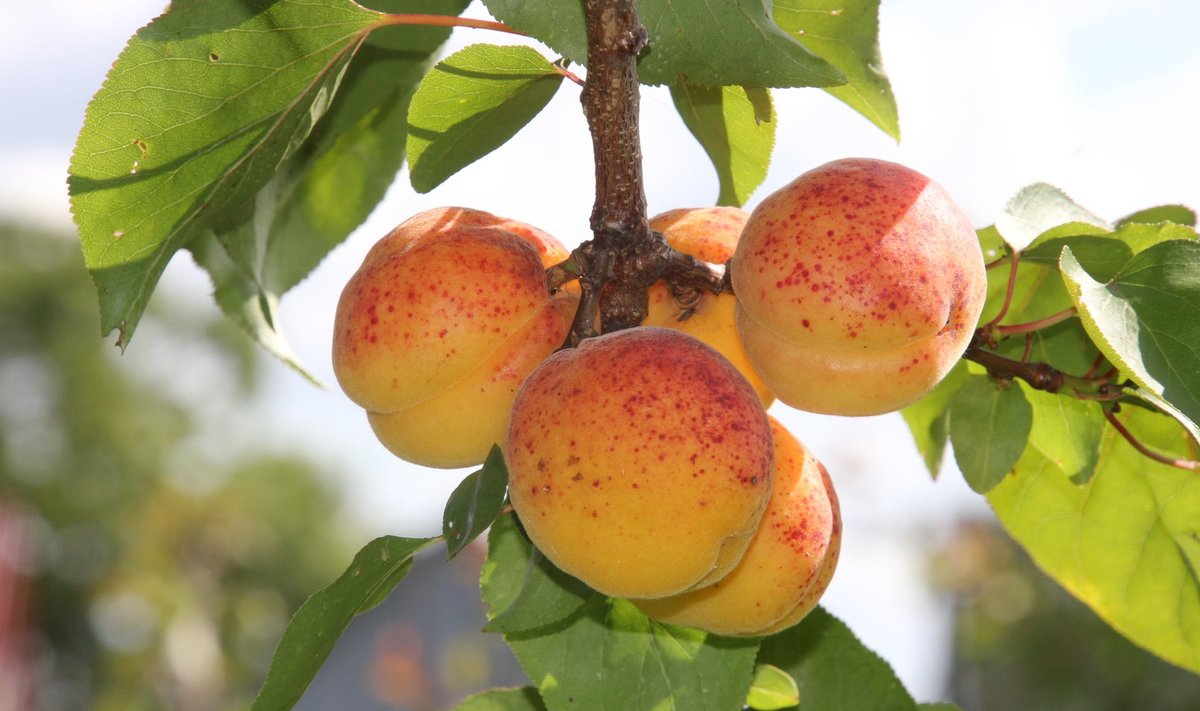 Harilik aprikoosipuu (Armeniaca vulgaris)