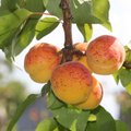 Lüübnitsa aprikoosipuud kümme aastat hiljem