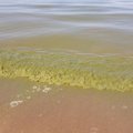 Осторожно! Опасные водоросли появились и в озере Харку
