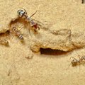 VIDEO | Maailma kiireim sipelgas liigub uskumatult väledalt
