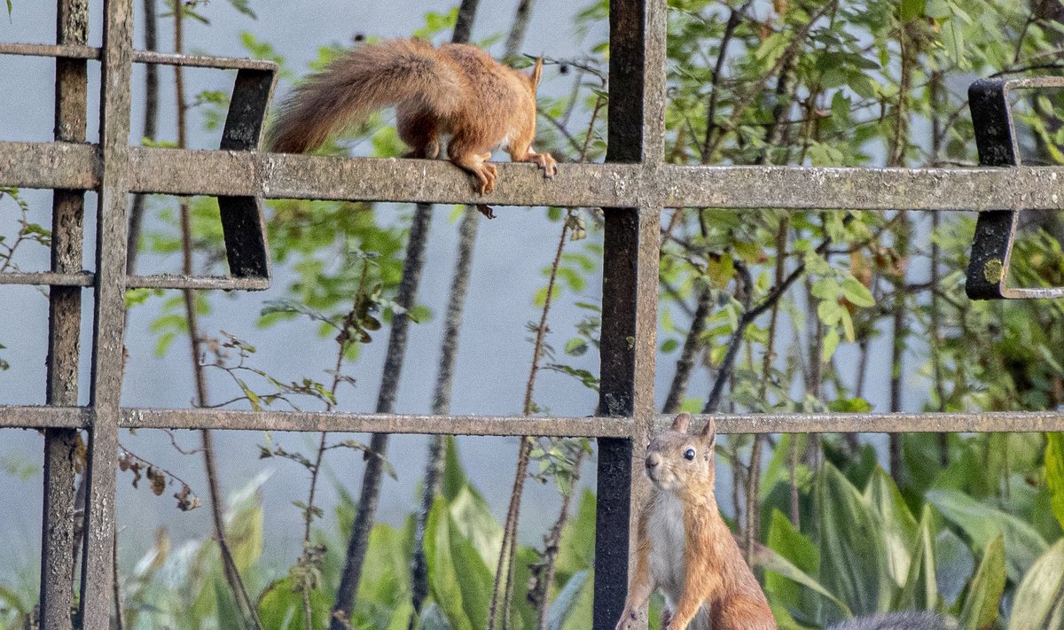 Oravapaarike vallatles sünnitusmaja juures