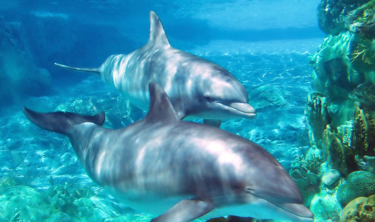 Delfiinid on kui bioenergiate tikkijad