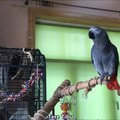 Hämmastav VIDEO | Tartus elav papagoi rabab arvukate trikkide ja asjaliku vestlusega