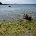 В эстонские водоемы приходят опасные для здоровья сине-зеленые водоросли